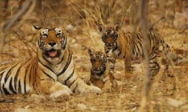 30 सालों का इंतजार खत्म, फिर गुलजार होगा इंद्रावती टाइगर रिजर्व, ईको-टूरिज्म से बदलेगी बीजापुर की तस्वीर